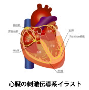 心臓機能評価